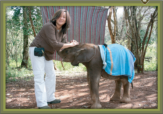 elephant
