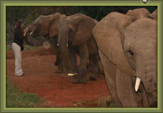 elephant