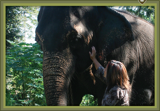 elephant