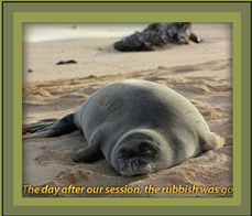 monk-seal